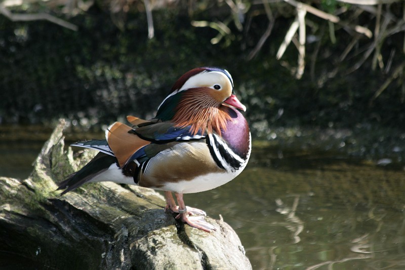 Fotoclubje Blijdorp 2008-125.jpg